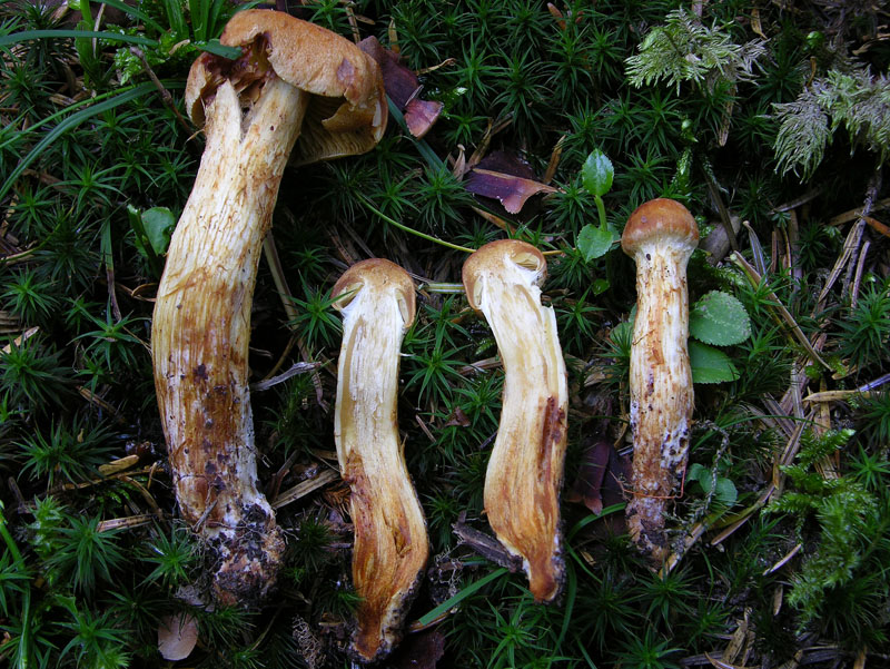 Cortinarius da determinare n�0004.